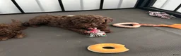 Kruising honden te koop: 2 prachtige La Poodle/ Doodle pups  - Advertentie 6