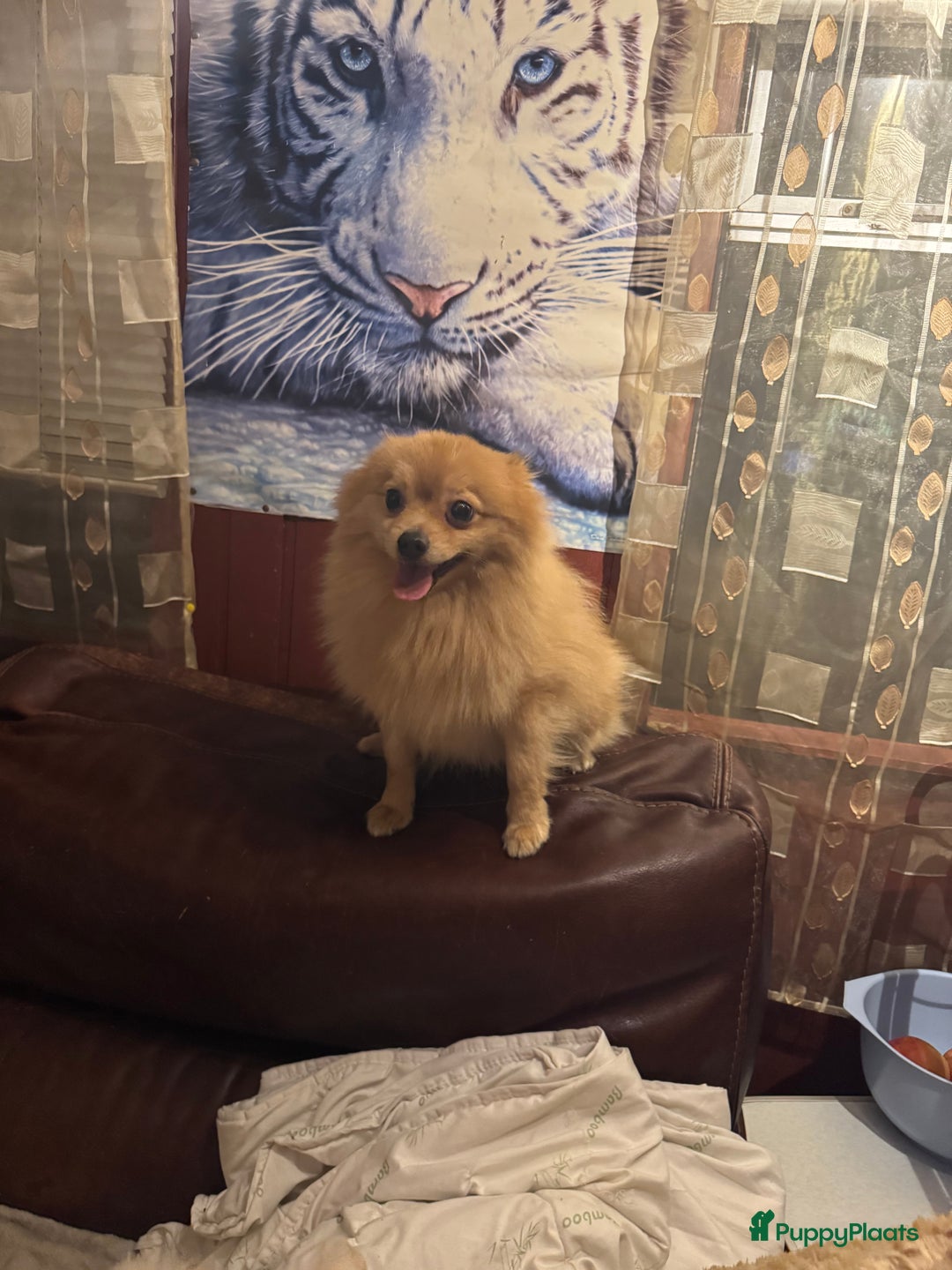 Kruising honden te koop: 7 weken oude Bichon Frise-puppy's - Advertentie 6