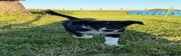 Border Collie honden te koop: Border collie Reutje met fci stamboom - Advertentie 3