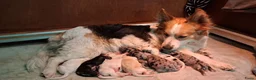Kruising honden te koop: Corgi kruising x australian shepherd x pups - Advertentie 17