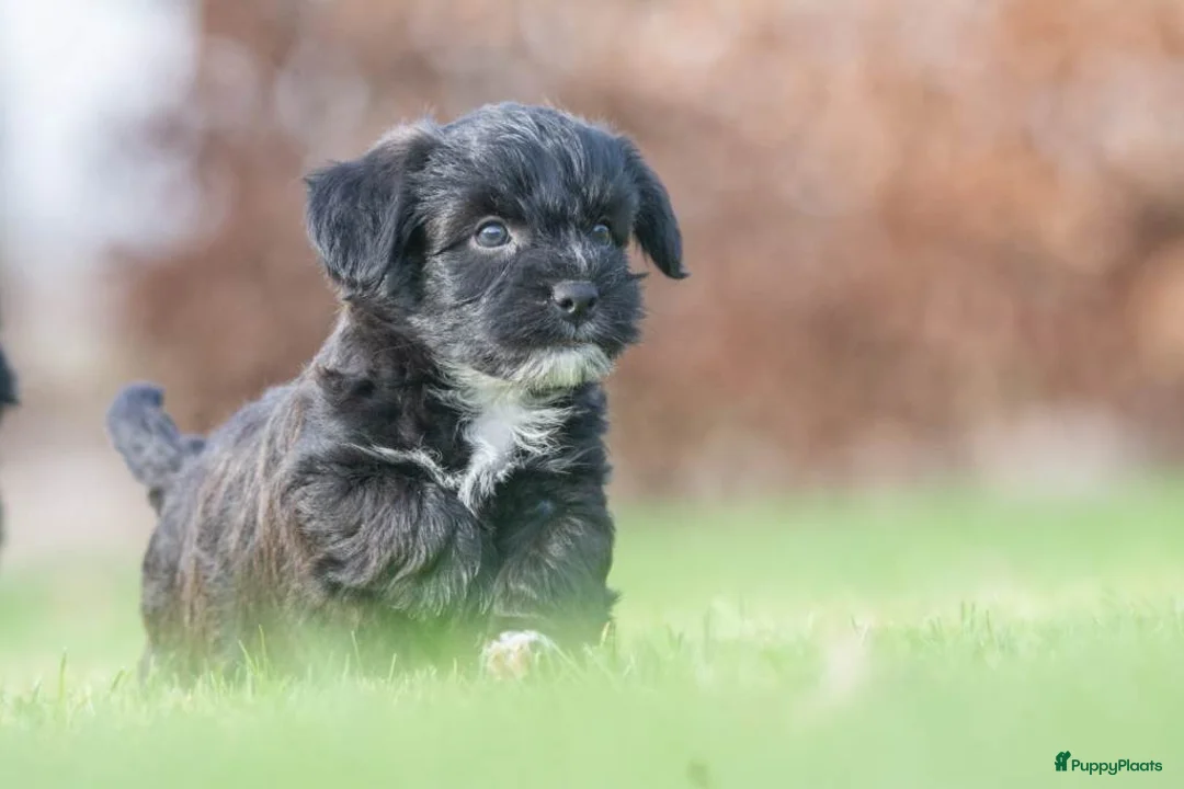 Shihpoo honden te koop: mooie kleinblijvende shihpoo doodle mini  - Advertentie 4