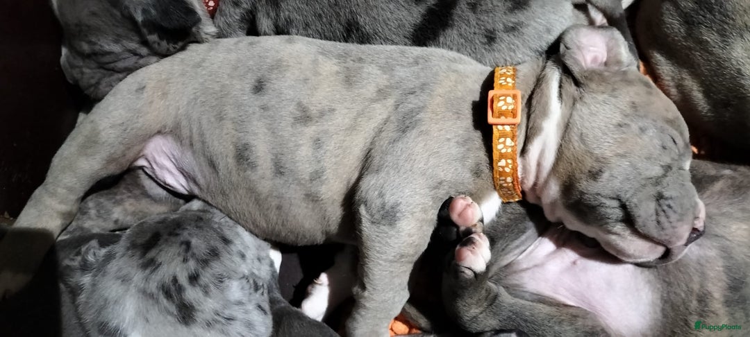 Amerikaanse Bully honden te koop: Hele lieve American bully xl pups - Advertentie 9