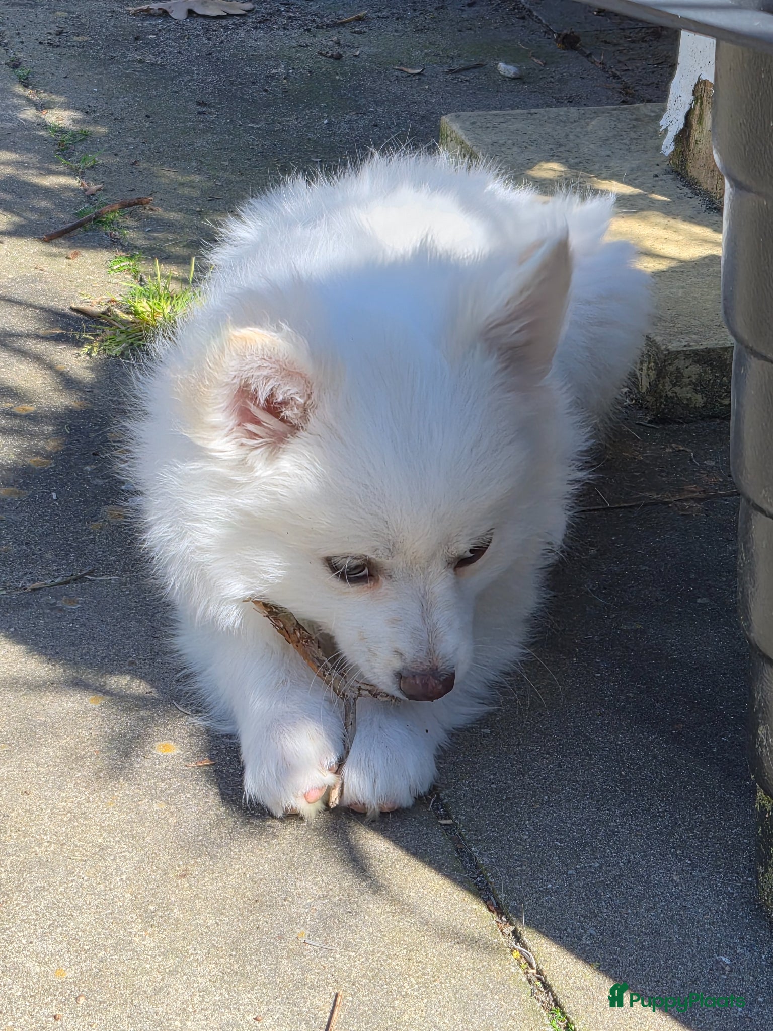 Keeshond honden Kleine keeshond - Advertentie 1