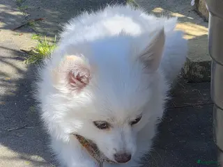 Keeshond honden Kleine keeshond - Advertentie 2