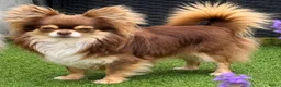 Pomchi honden te koop: Langharige blauw/wit/tan pup pomchi /chihuahua - Advertentie 6