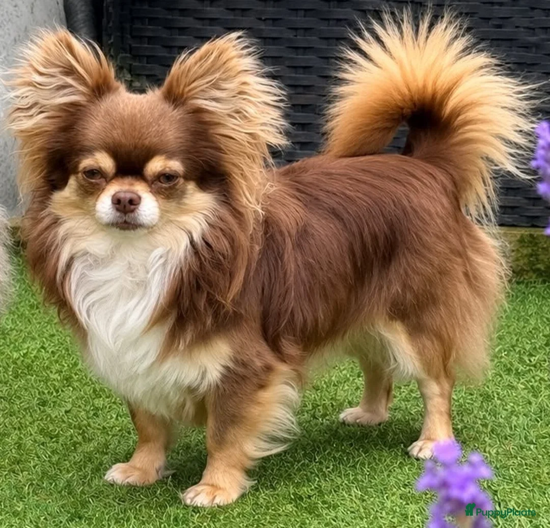 Pomchi honden te koop: Langharige blauw/wit/tan pup pomchi /chihuahua - Advertentie 6