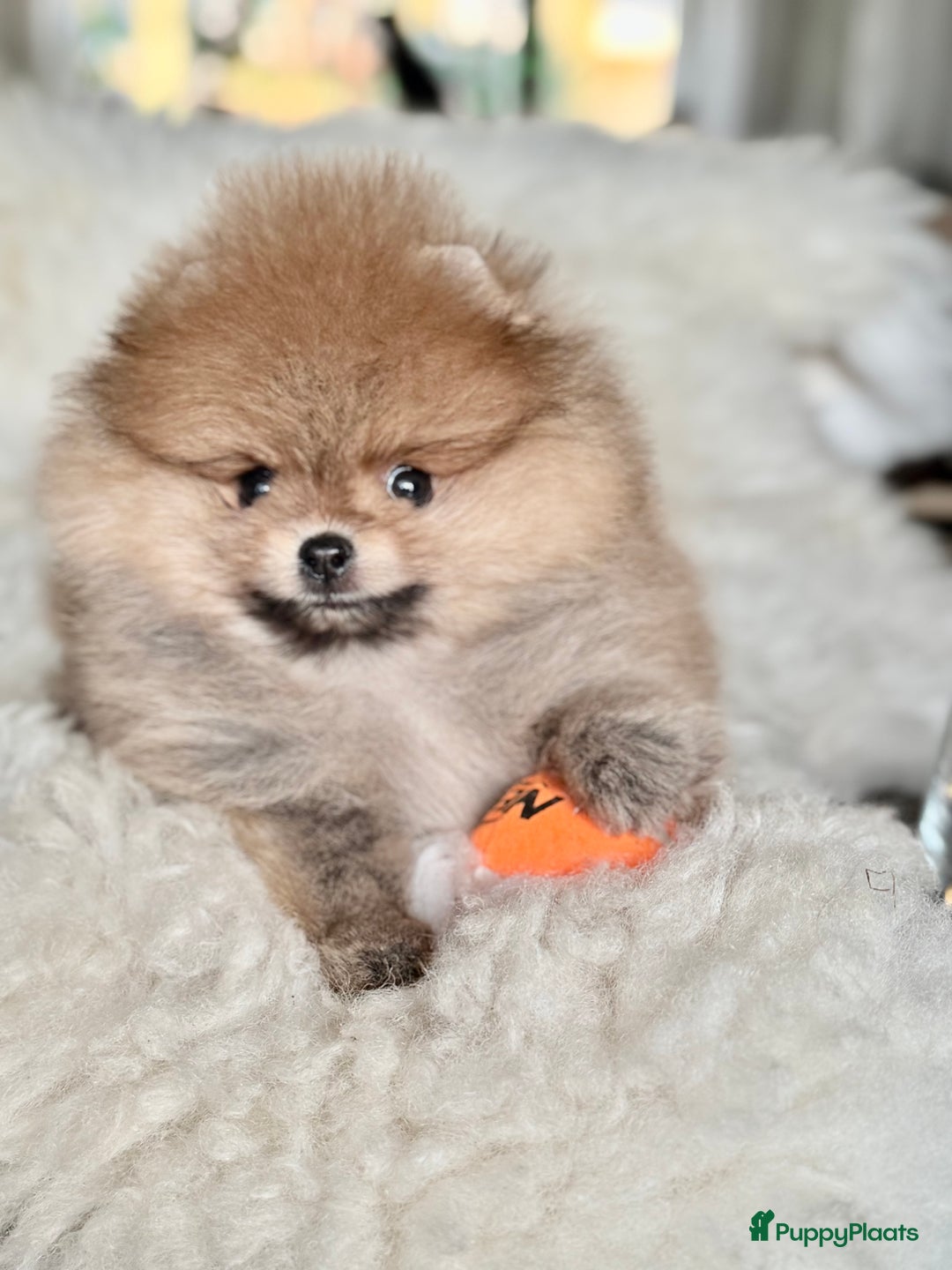 Pomeriaan honden te koop: Mini Pomeriaan pup. BearFace  - Advertentie 3