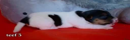 Jack Russel Terriër honden te koop: Lieve Jack Russell pups - Advertentie 8