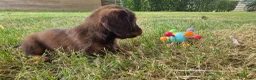 Teckel (langhaar) honden te koop: Dwerg teckel langhaar  - Advertentie 3