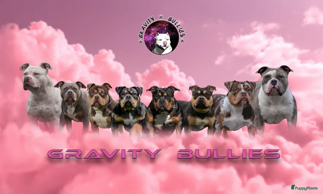 Amerikaanse Bully honden te koop: American Bully pocket pups verwacht  - Advertentie 23