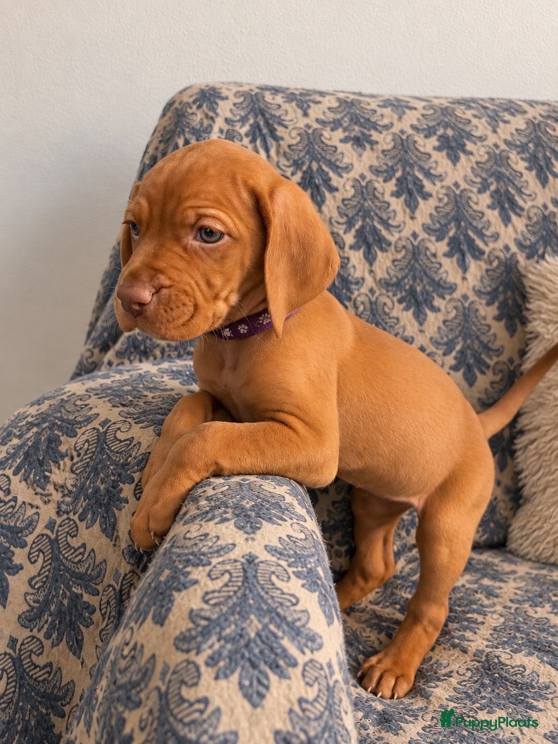 Vizsla korthaar honden Kortharige Hongaarse Vizsla-pups - Advertentie 3