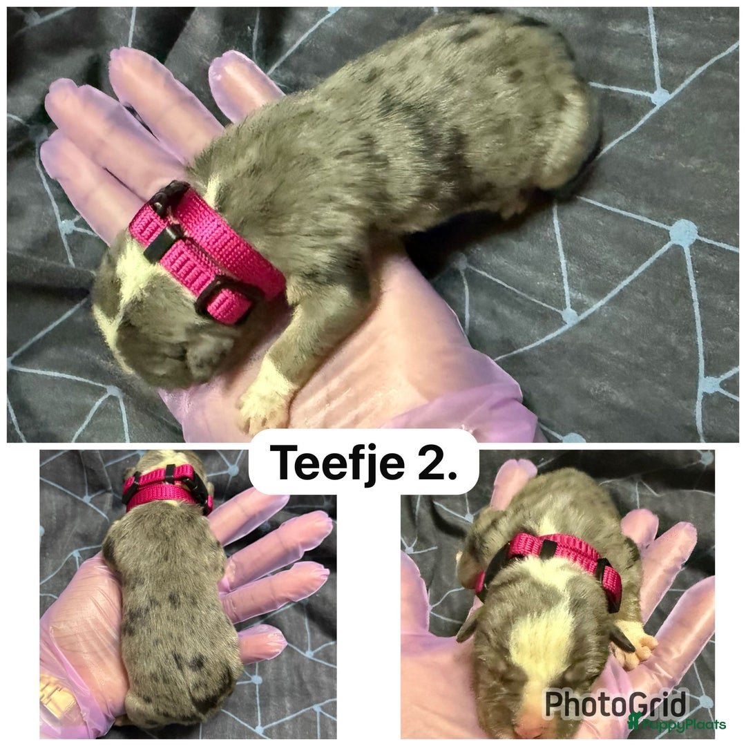 Amerikaanse Bully honden te koop: Amerikaanse bully xl  - Advertentie 6