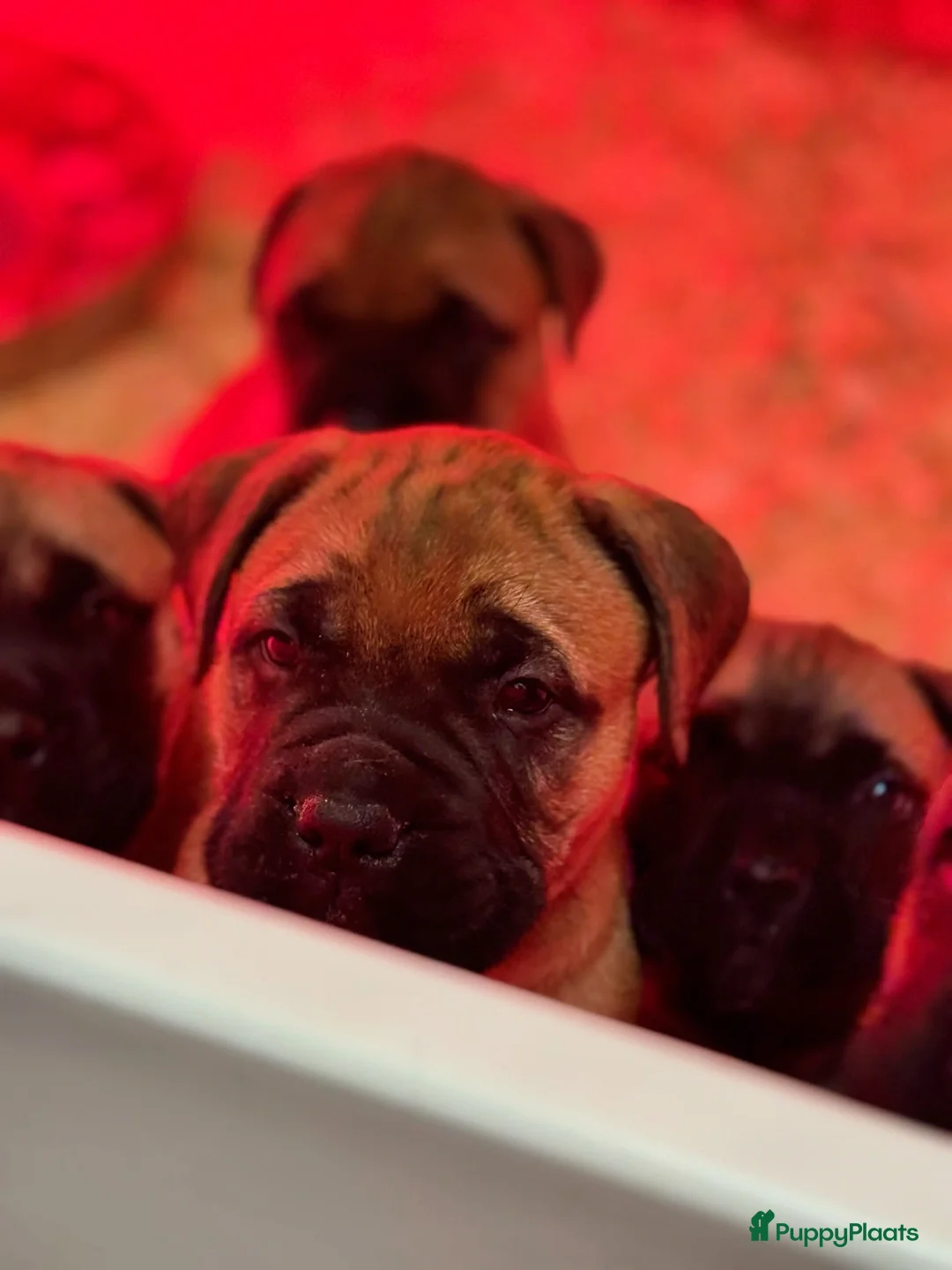 Bullmastiff honden te koop: Bullmastiff  - Advertentie 8