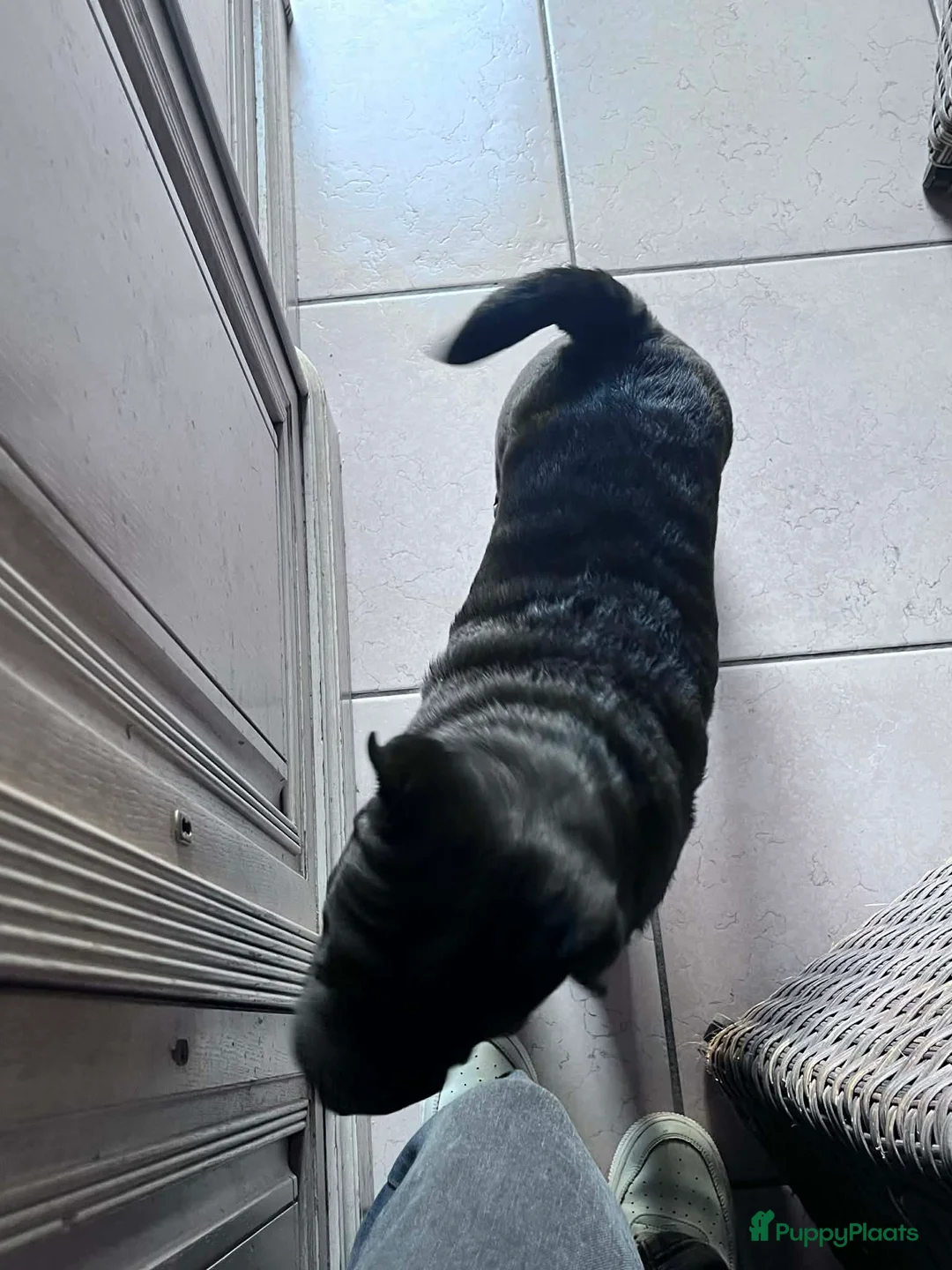 Shar Pei honden te koop:  Sharpei  pups  - Advertentie 12