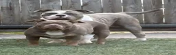 Amerikaanse Bully honden ter dekking: American Bully XL Dekreu (getest) - Advertentie 9