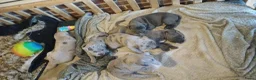 Kruising honden te koop: Cane corso pups blauw gestroomd isabel merle - Advertentie 3