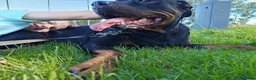 Rottweiler honden te koop: 8 Rottweiler pups. - Advertentie 22