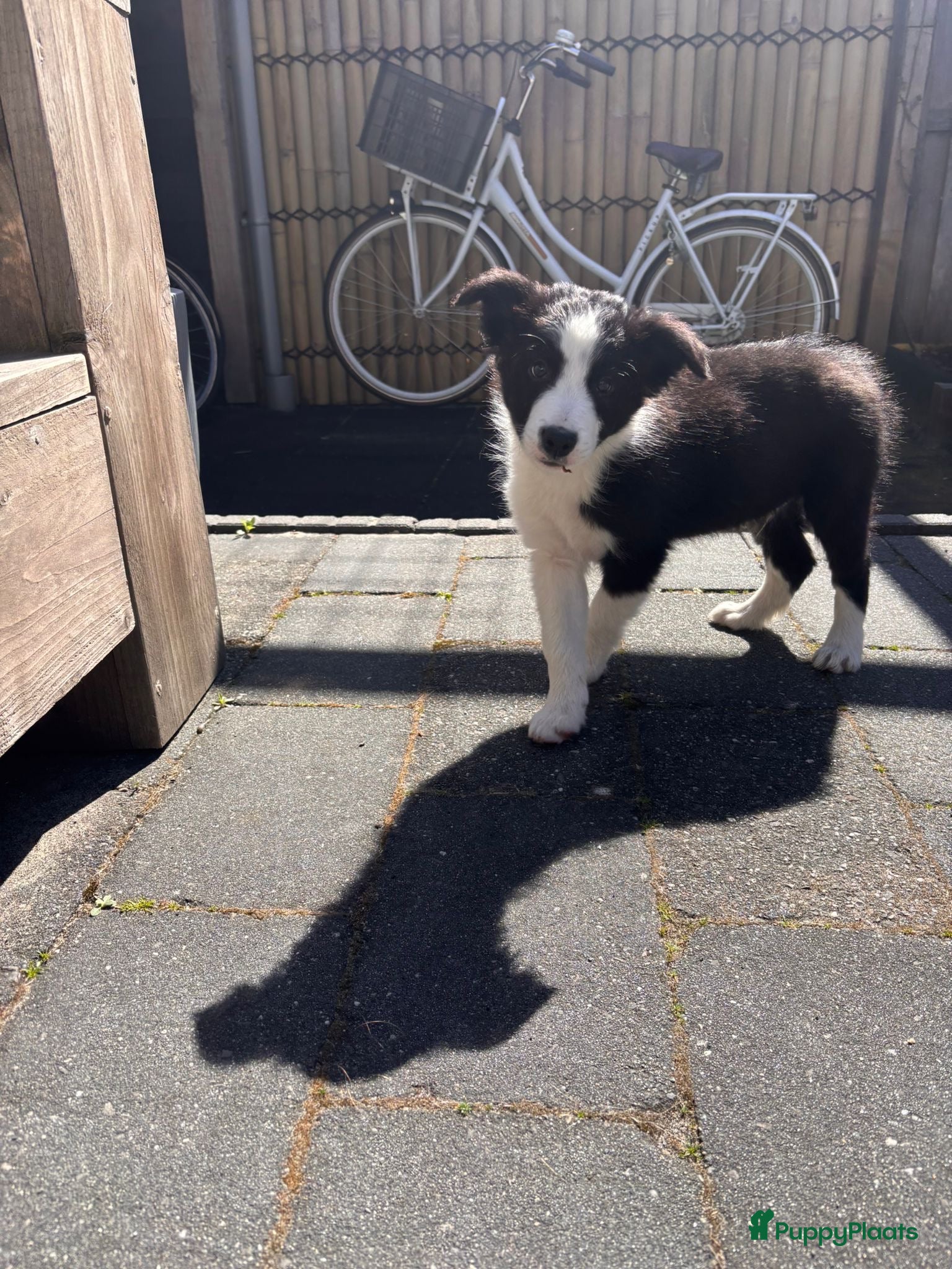 Border Collie honden Bordercollie Puppy - Advertentie 1