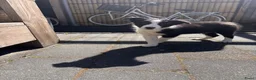 Border Collie honden te koop: Bordercollie Puppy - Advertentie 1
