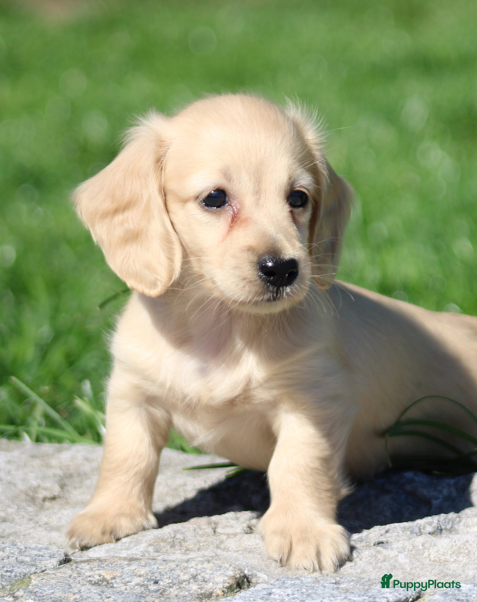 Teckel (langhaar) honden Teckel pups Cream , Blond - Advertentie 1