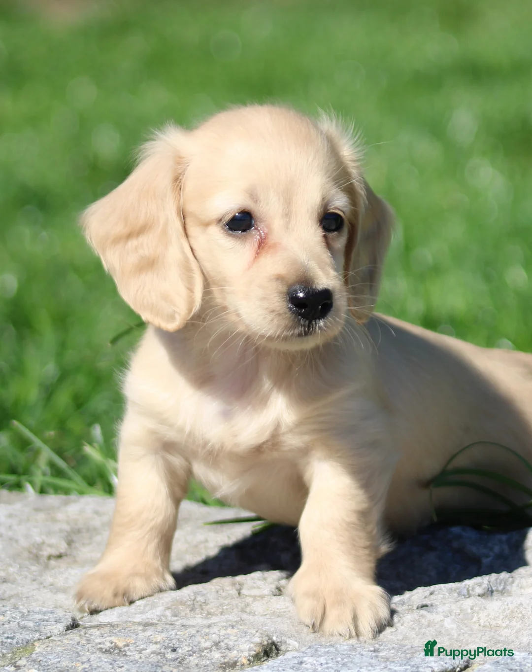 Teckel (langhaar) honden te koop: Teckel pups Cream , Blond - Advertentie 1