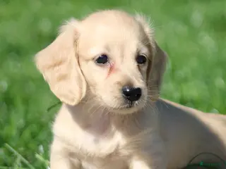 Teckel (langhaar) honden Teckel pups Cream , Blond - Advertentie 1