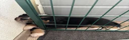 Australian Shepherd honden te koop: Lieve Australian Shepherd pups - Advertentie 11