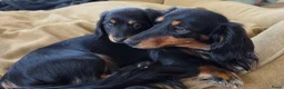Teckel (langhaar) honden te koop: Prachtige Langharige Dwergteckelpups te koop - Advertentie 12