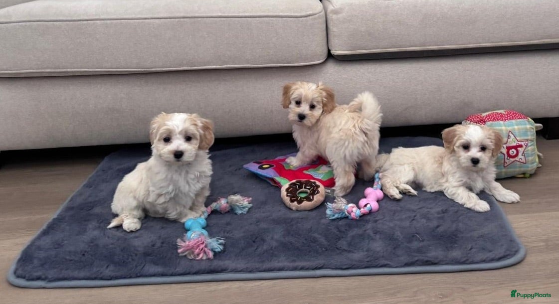 Maltipoo honden Maltipoo pups - Advertentie 2