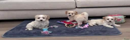 Maltipoo honden te koop: Maltipoo pups - Advertentie 1