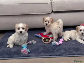 Maltipoo honden Maltipoo pups - Advertentie 13