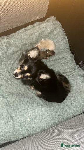 Galerij afbeelding {{count}}