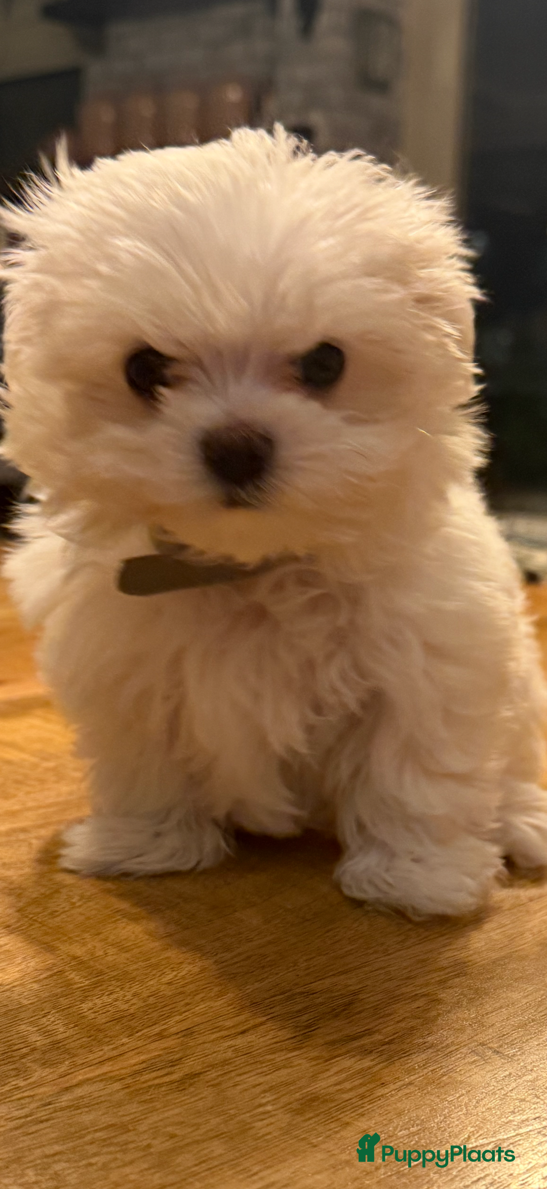 Maltezer honden te koop: Toy Maltezer pups - Advertentie 8