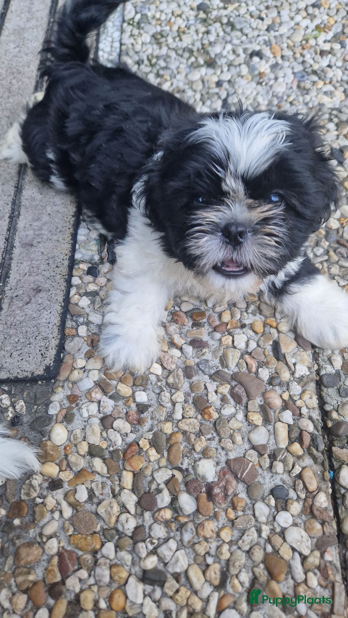 Shih Tzu honden Raszushih tzu pupsverkocht in okt weer een nestje  - Advertentie 2