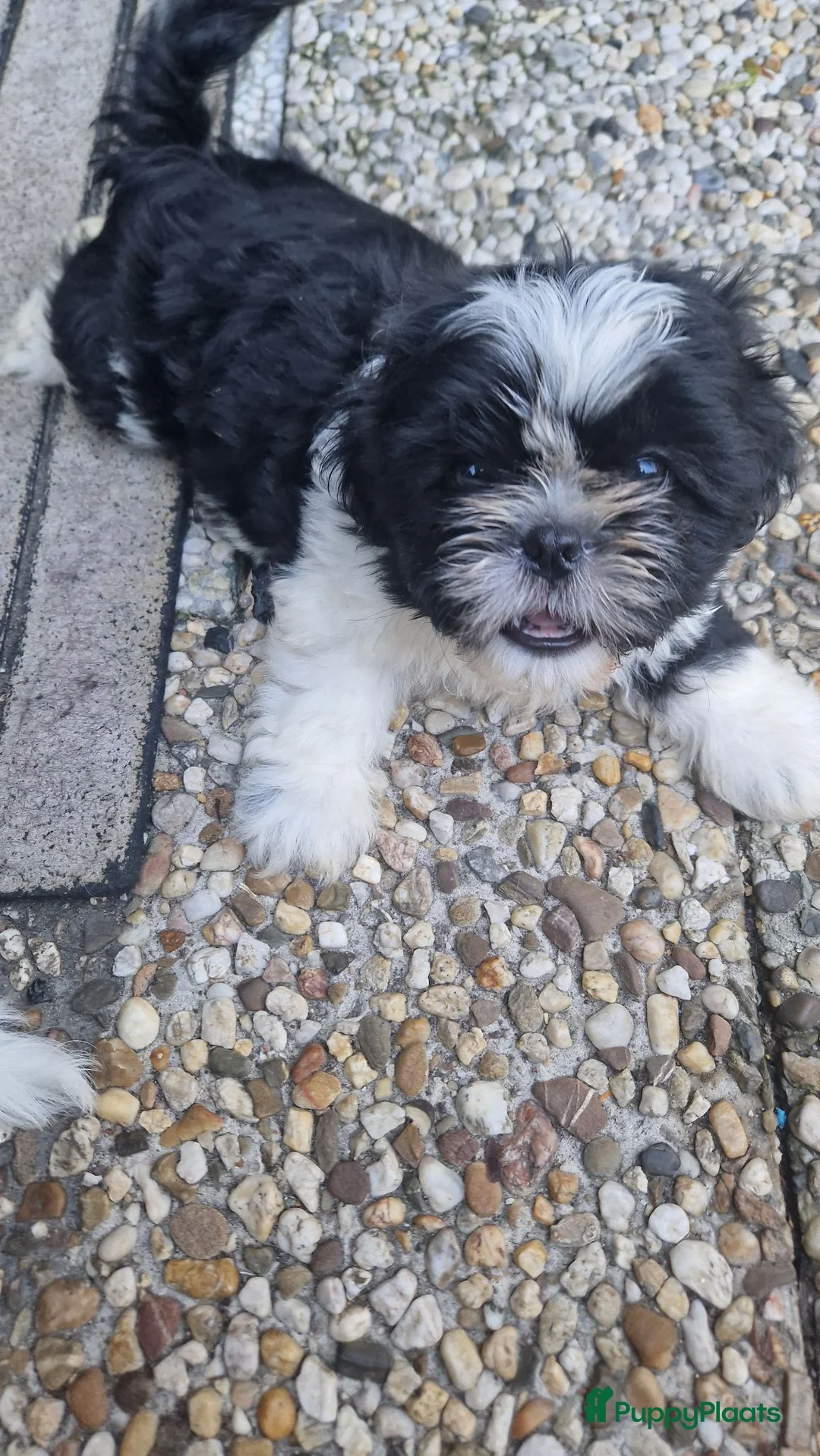 Shih Tzu honden te koop: Raszushih tzu pupsverkocht in okt weer een nestje  - Advertentie 2