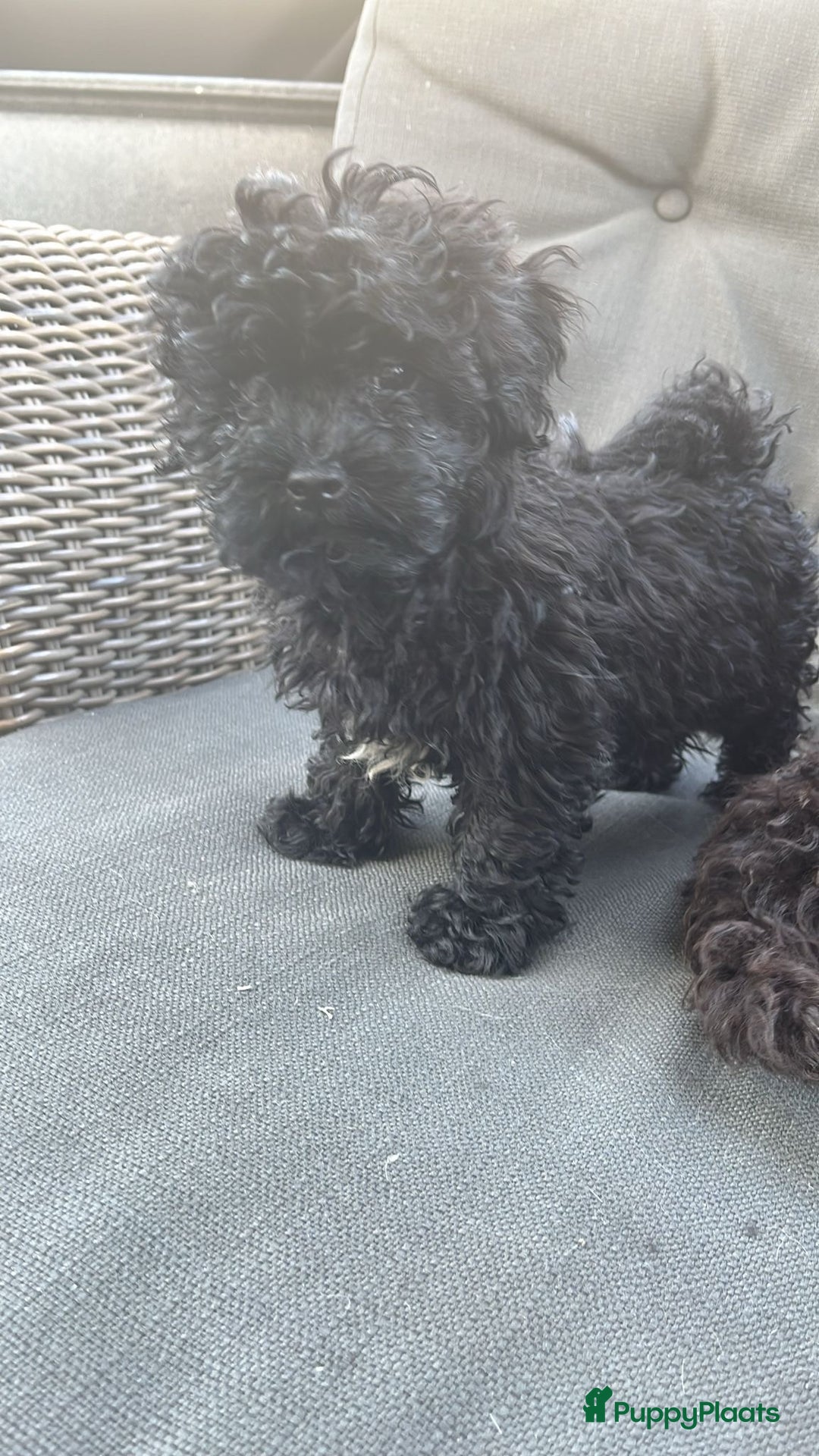 Poedel Toy honden te koop: Toy poedel pups  in Oss - Afbeelding 1