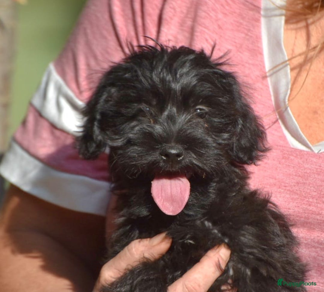 Boomer honden te koop: 4(nog twee) Mega leuke YorkiePoo x Teckel/Shihtzu  - Afbeelding 7