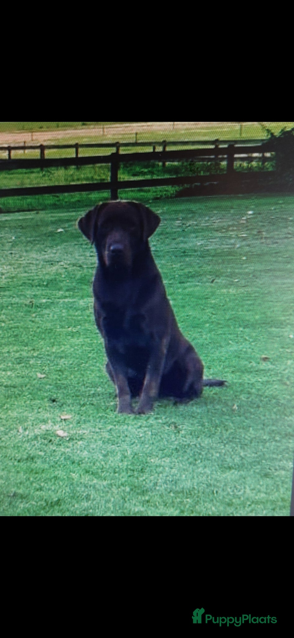 Labrador Retriever honden te koop: Labrador pups raszuiver zwart  - Advertentie 5