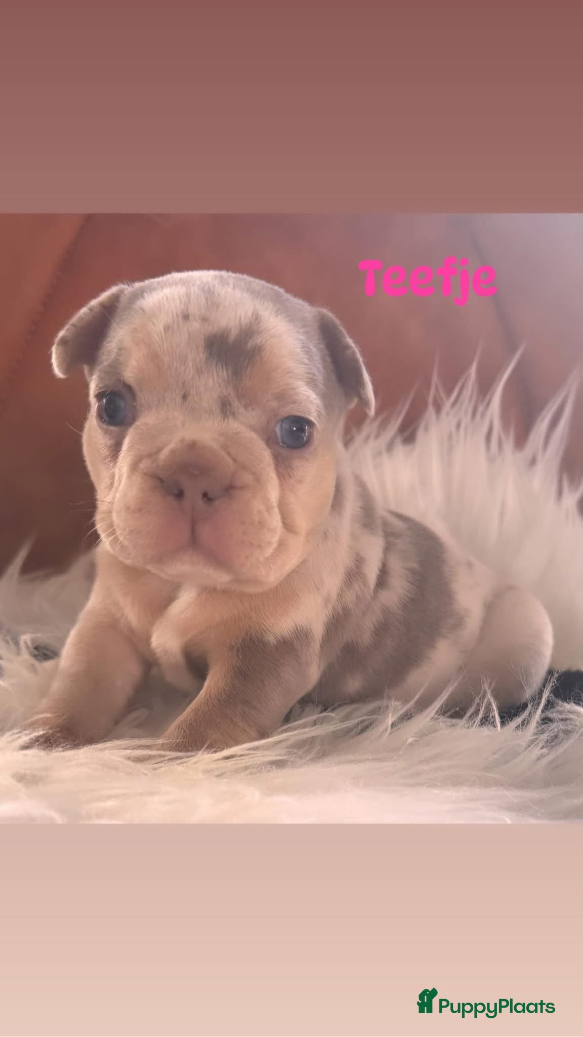 Franse Bulldog honden Unieke Franse Bulldog pups  - Advertentie 2