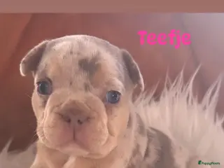 Franse Bulldog honden Unieke Franse Bulldog pups - Advertentie 2