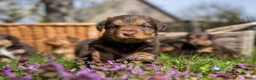 Kruising honden te koop: Australian Toller pups - Advertentie 9