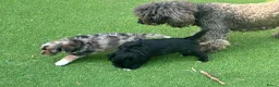 Aussiedoodle honden te koop: Australian doodle miniatuur - Advertentie 7