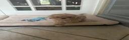 Maltipoo honden te koop: Mini AziatischeF1 Maltipooe reutjes, Top kwaliteit - Advertentie 12