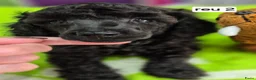 Dwergpoedel honden te koop: Mooie Dwergpoedel pups - Advertentie 3
