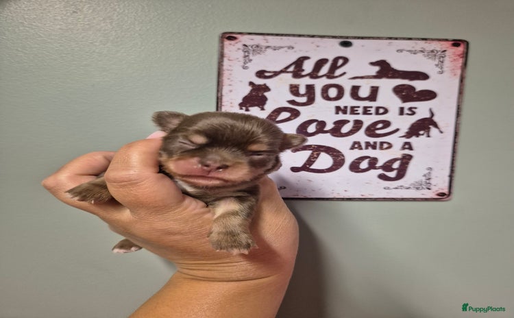 Chihuahua honden - Advertentie 3