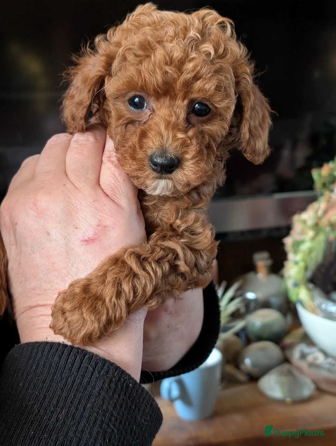 Poedel Toy honden te koop: Toypoedel puppies  - Advertentie 24