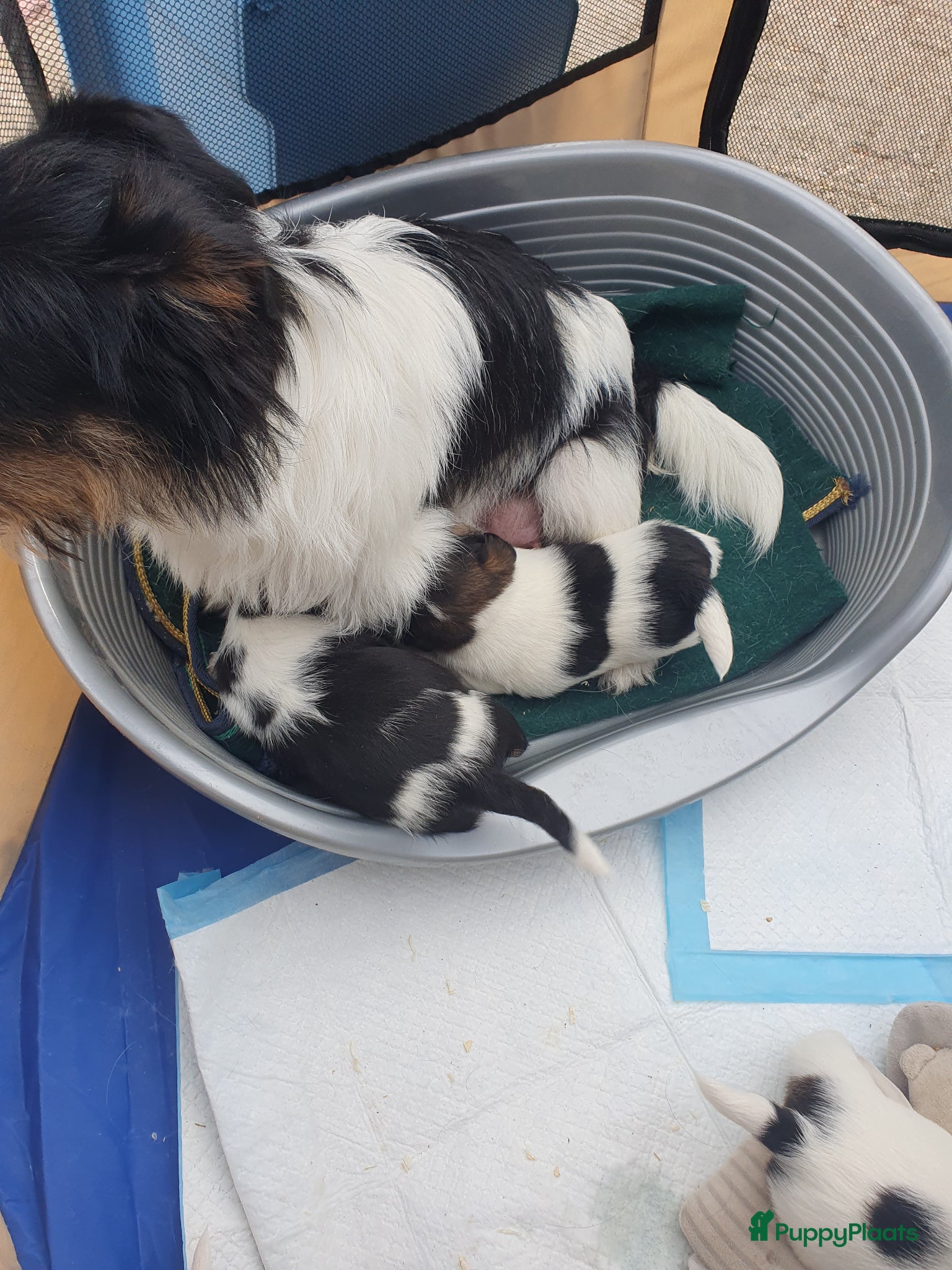 Jack Russel Terriër honden Speelse gezonde RASZUIVER JACK RUSSELpups LAAGBEEN - Advertentie 1