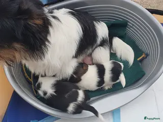 Jack Russel Terriër honden Speelse gezonde RASZUIVER JACK RUSSELpups LAAGBEEN - Advertentie 2