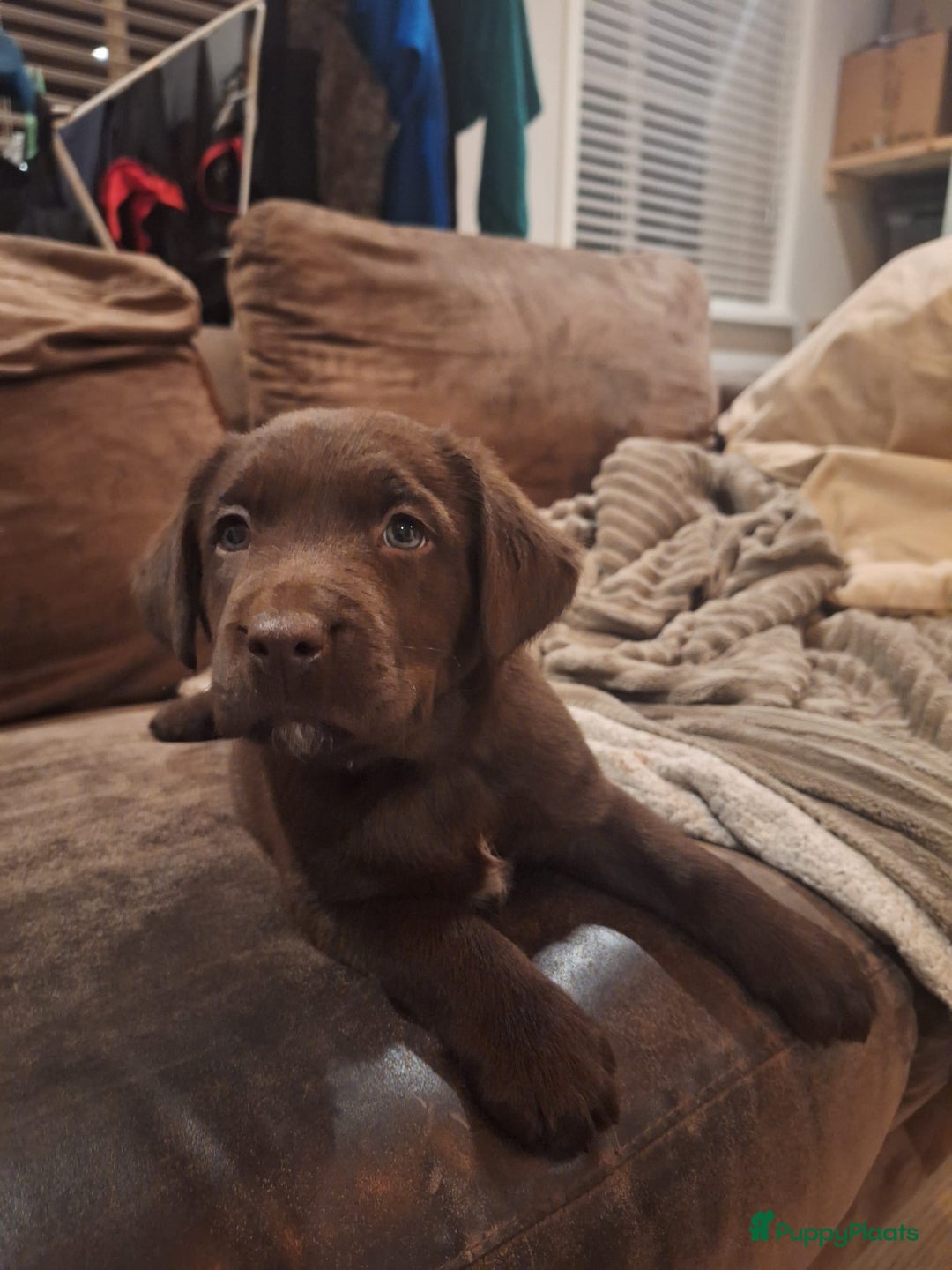 Kruising honden te koop: Super mooie bruine Labrador pups - Advertentie 3