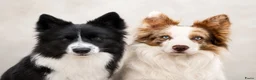 Kruising honden te koop: Unieke kruising de Samollie  - Advertentie 5